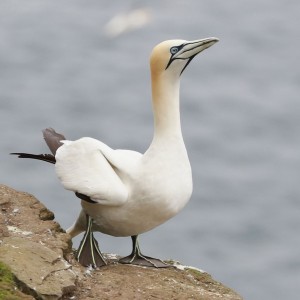 Northern gannet / Fou de Bassan
